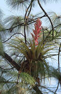 Image of Tillandsia cossonii Baker