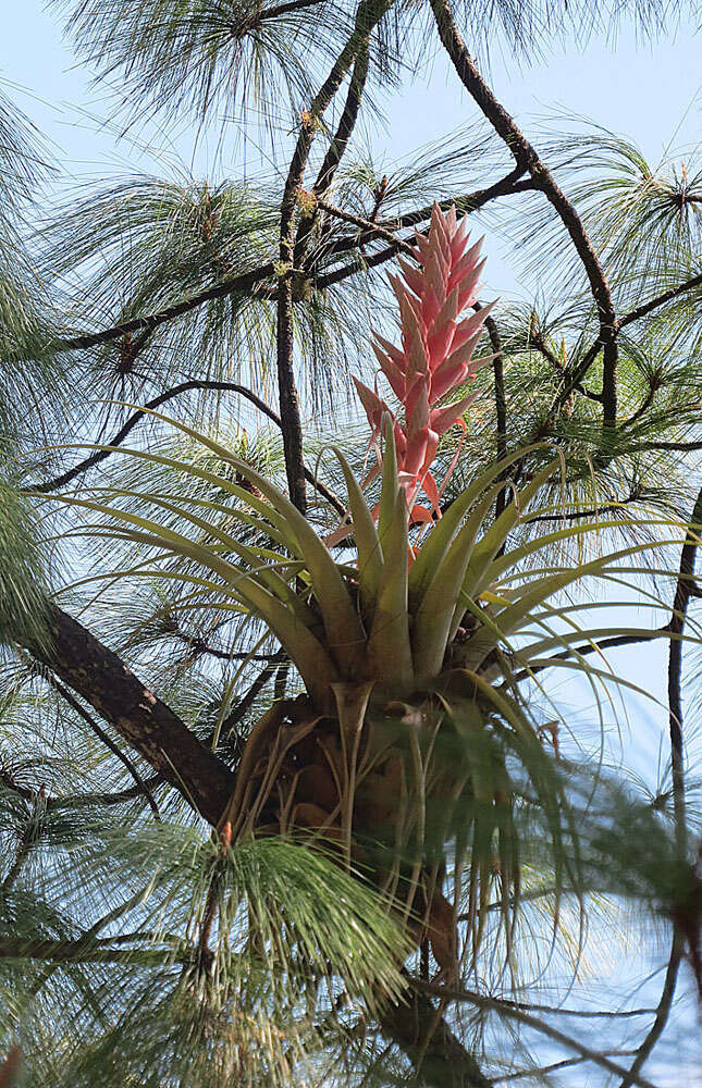 Image of Tillandsia cossonii Baker