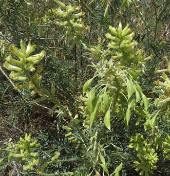 Sivun Astragalus asymmetricus Sheldon kuva