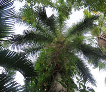 Image of Cuban Royal Palm