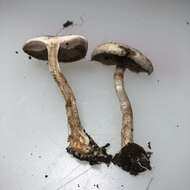 Image of Agrocybe molesta (Lasch) Singer 1978