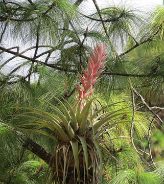 Image of Tillandsia cossonii Baker