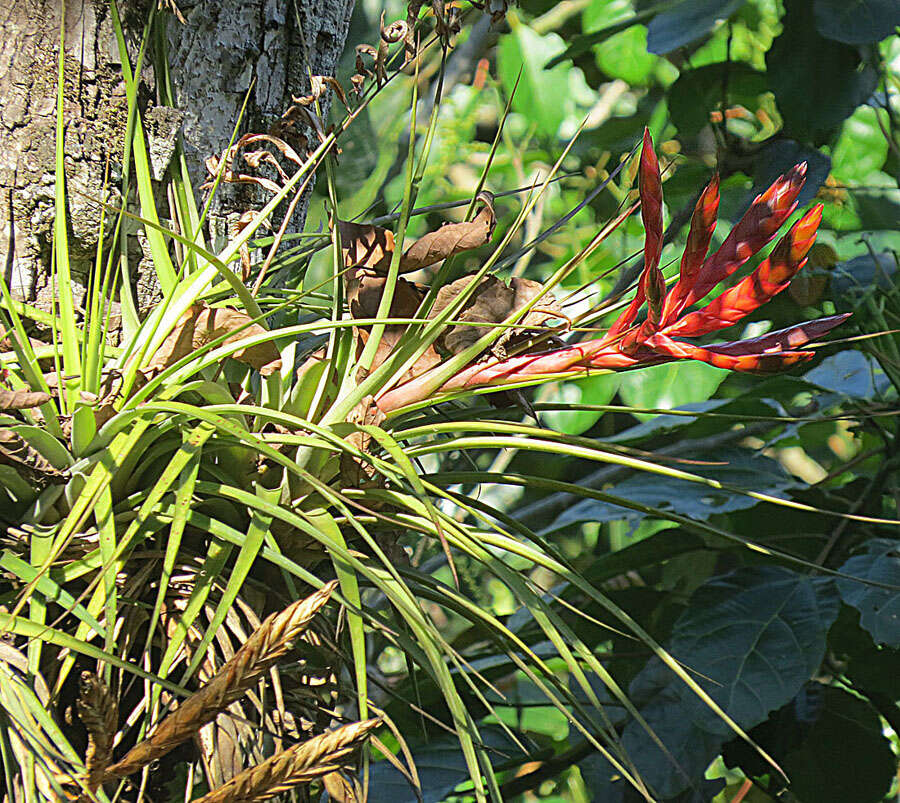 Image de Tillandsia fasciculata Sw.