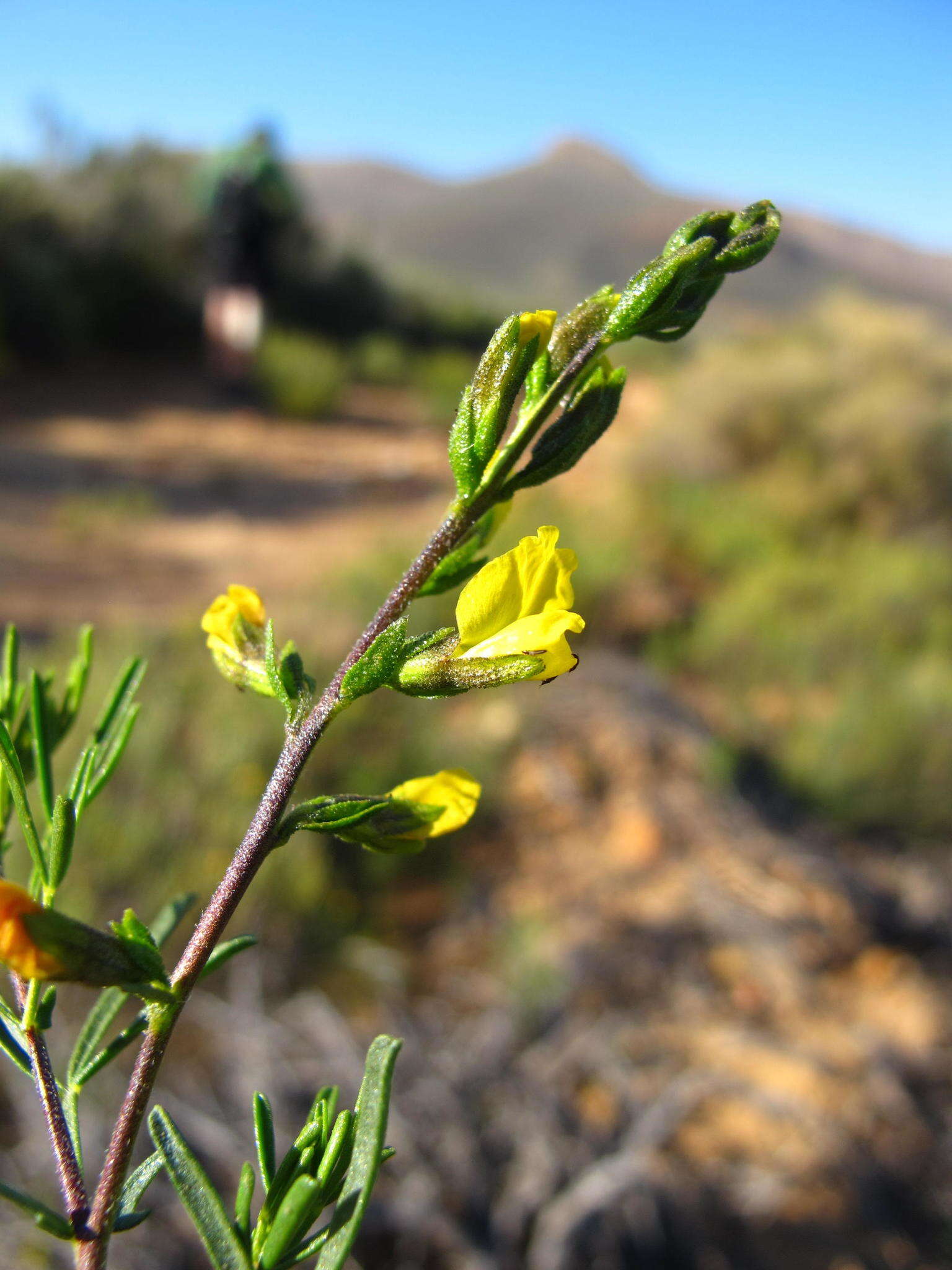 Image of <i>Melolobium lampolobum</i>