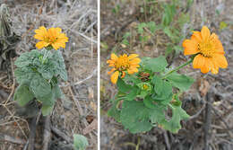 Image of Heliopsis annua Hemsl.