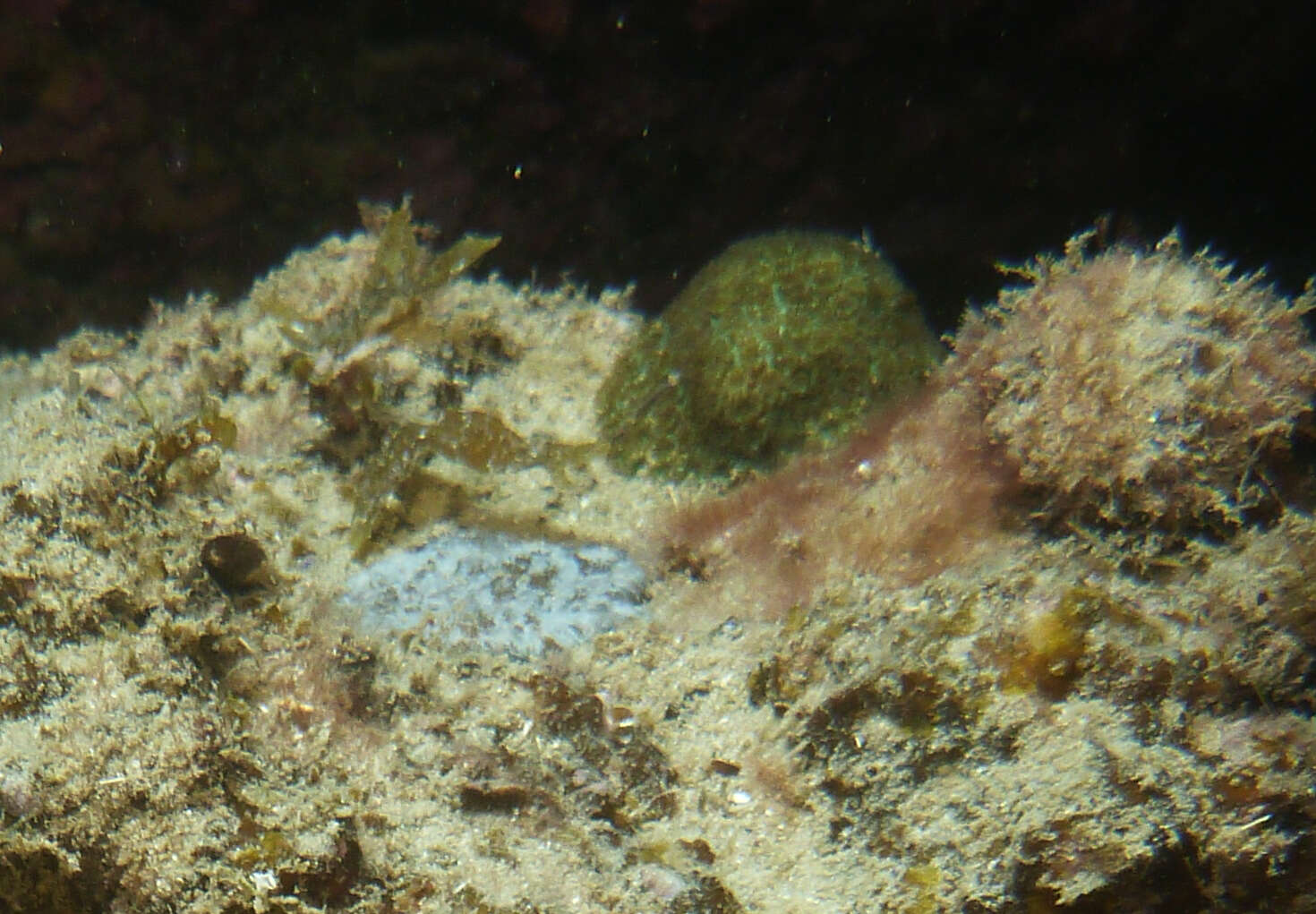 Image of Small knob coral