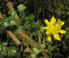 Image of Adenocarpus decorticans Boiss.