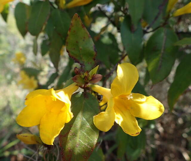 Image of Rankin's trumpetflower