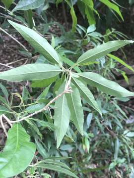 Image of Alstonia mollis Benth.