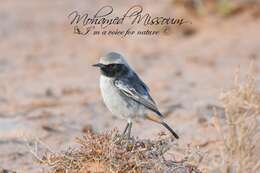 Image of Red-rumped Wheatear