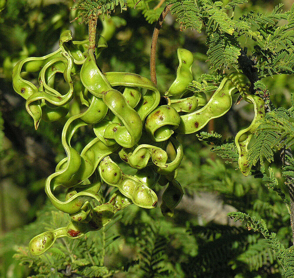 Imagem de Dichrostachys cinerea (L.) Wight & Arn.