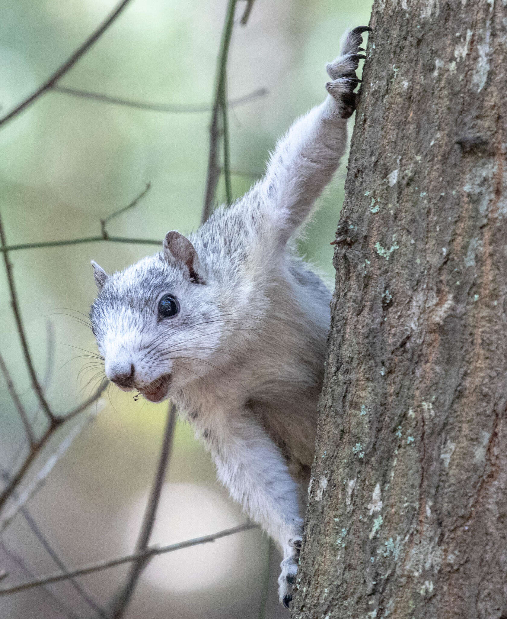 Image of Delmarva Peninsula fox squirrel