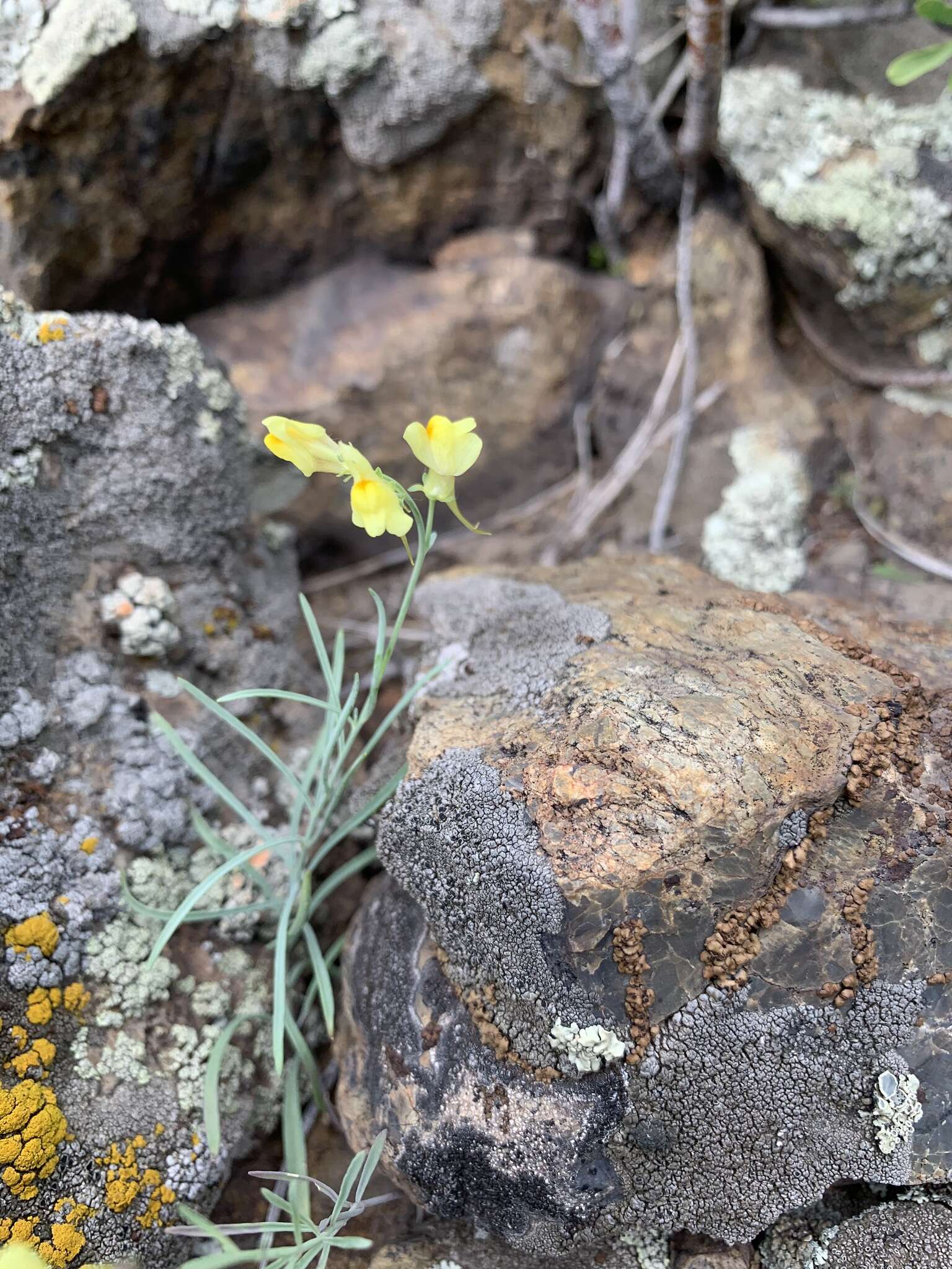 Image of Linaria altaica Fischer ex Ledeb.