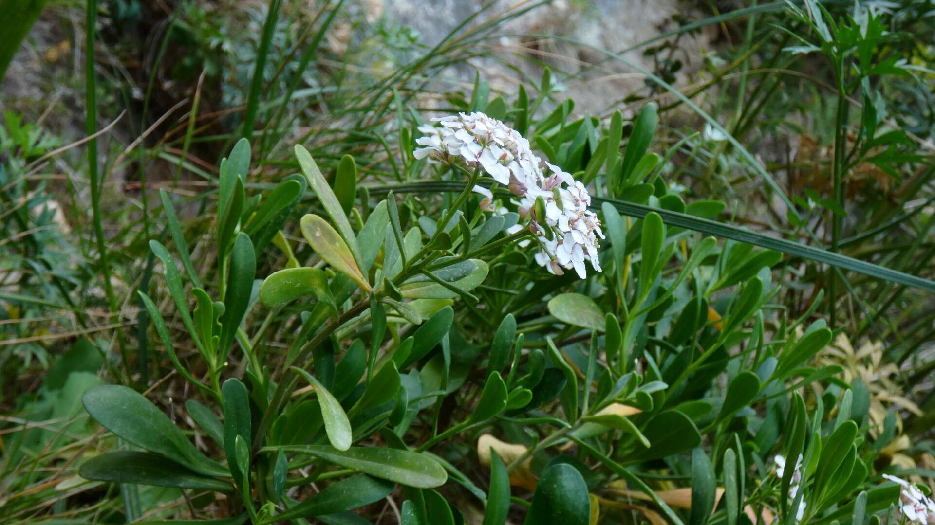 صورة Iberis semperflorens L.