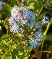 Imagem de Vernonia galamensis (Cass.) Less.