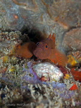 Image of Rusty Goby