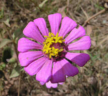 Image of Peruvian zinnia