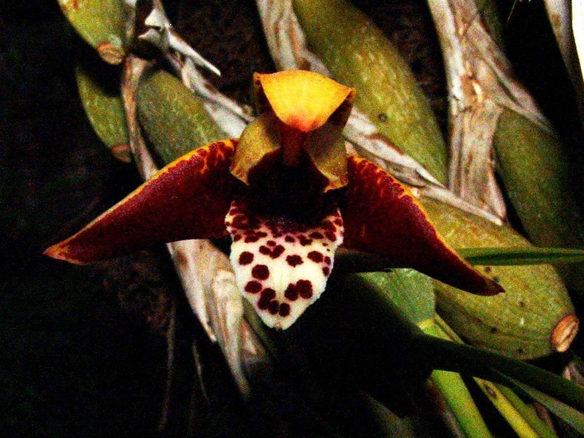 Image of Coconut orchid