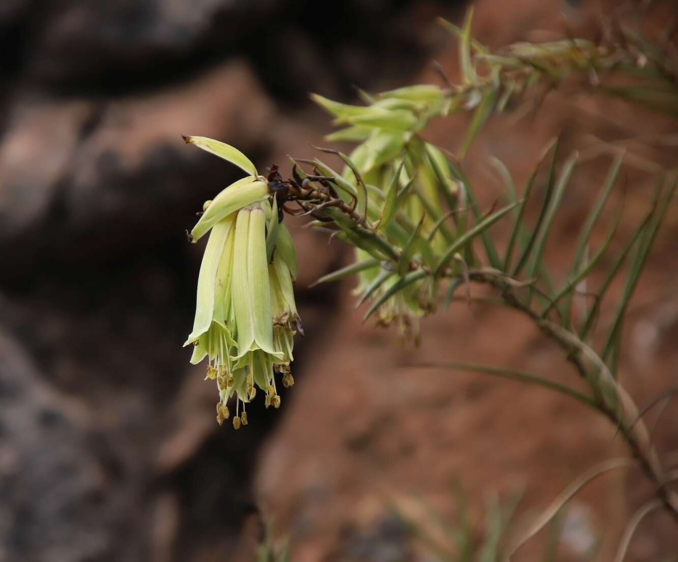 Image of Bomarea involucrosa (Herb.) Baker