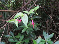 Image of Fuchsia regia (Vand. ex Vell.) Munz