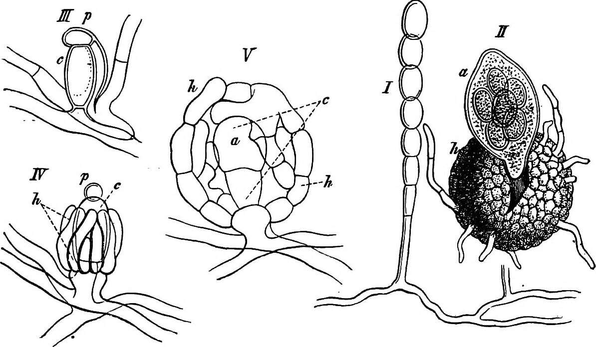 Image of Podosphaera pannosa (Wallr.) de Bary 1870