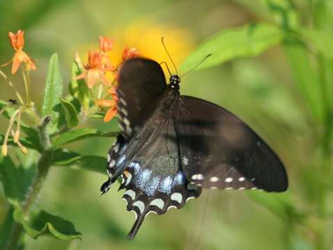 Sivun Papilio troilus Linnaeus 1758 kuva