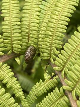 Image of Scrambling Fern