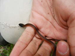 Image of Crowned Graceful Brown Snake