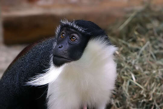 Image of Roloway Guenon