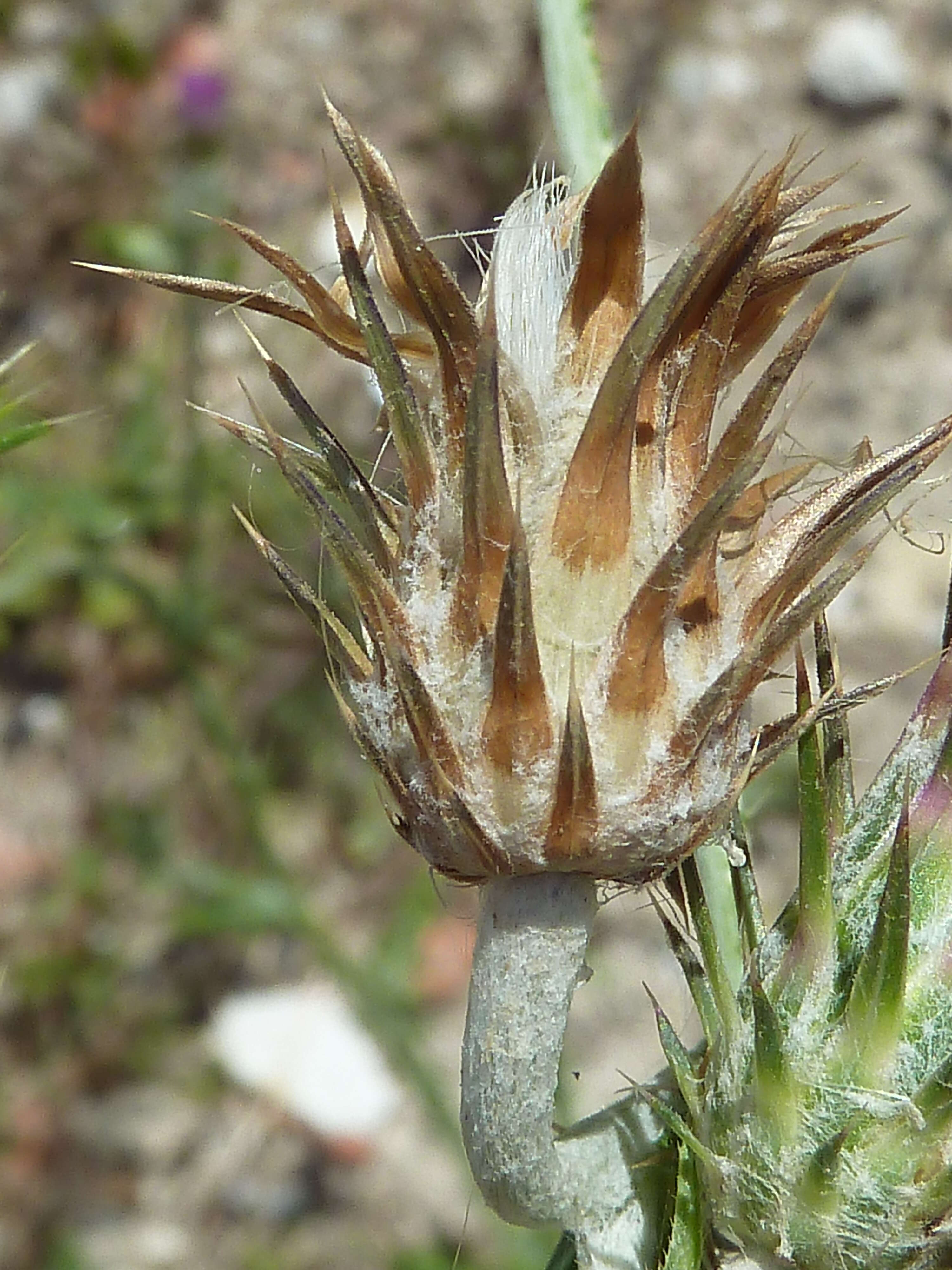 Image of Italian plumeless thistle