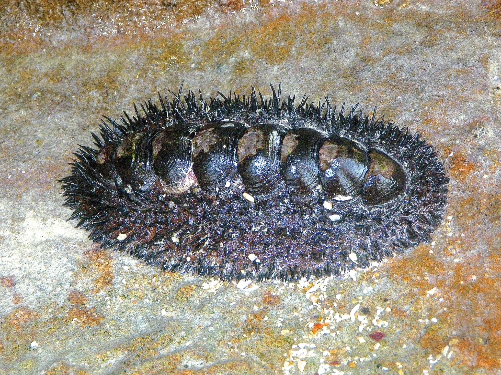 Image of Acanthopleura spinosa (Bruguière 1792)