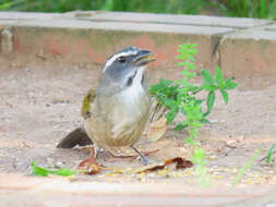 Imagem de Saltator similis d'Orbigny & Lafresnaye 1837