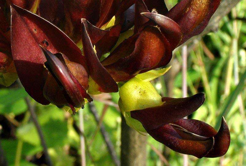 Image of Mucuna coriacea Baker