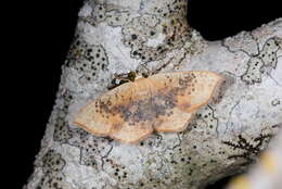 Image of Cyclophora lennigiaria Fuchs 1883