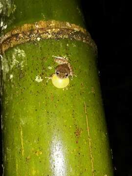 Image of Banded Robber Frog