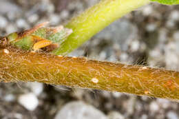 Image of European Hop-hornbeam