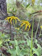 Image of coastal plain crownbeard