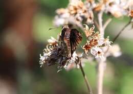 Plancia ëd Noctuana haematospila Felder & Felder 1867