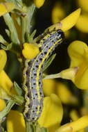 Image of blossom underwing