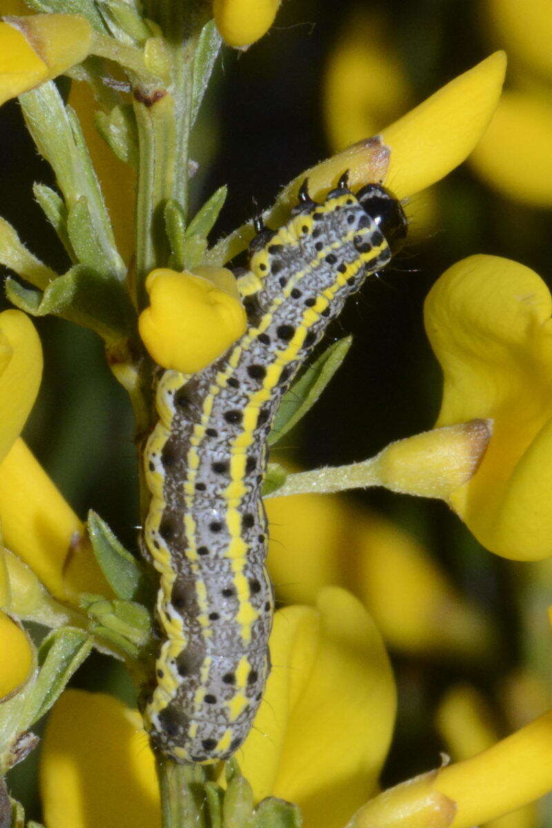 Слика од Orthosia miniosa Schiffermüller 1776