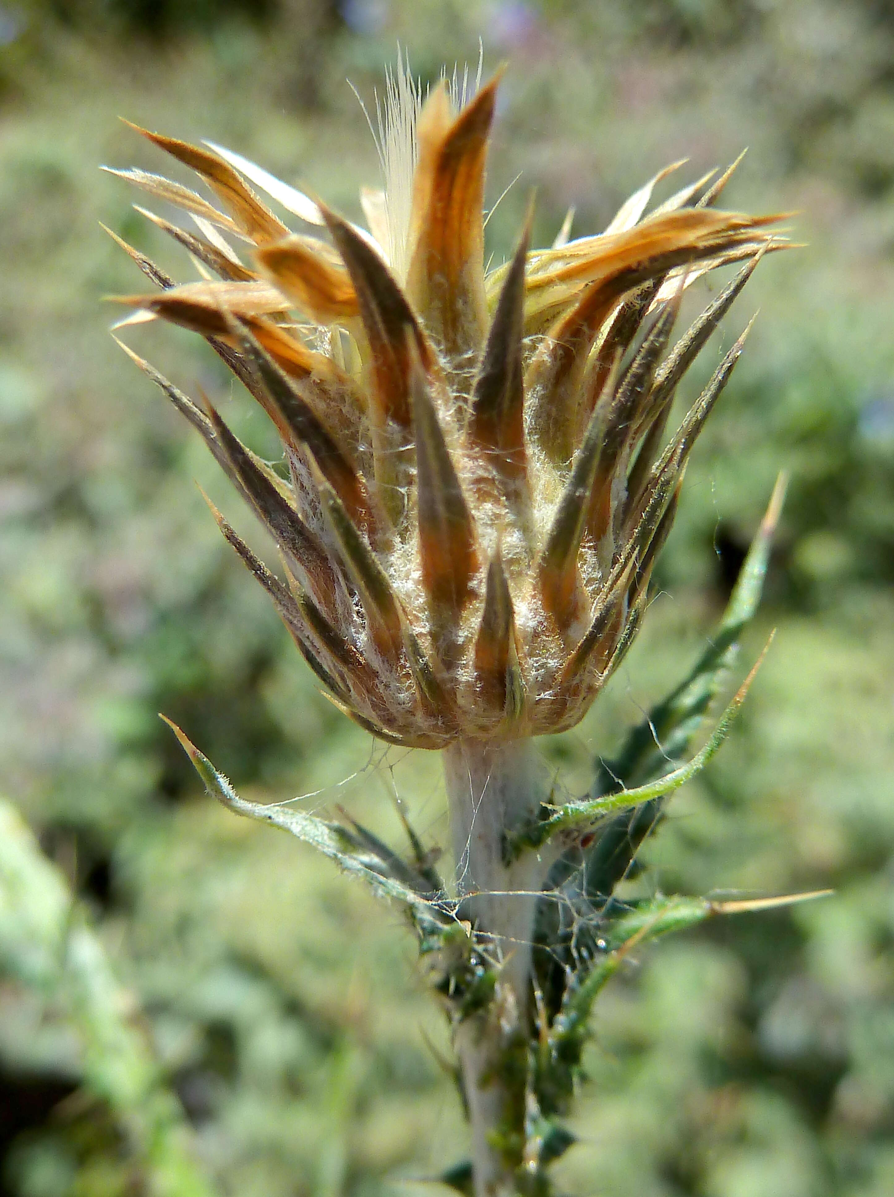 Image of Italian plumeless thistle