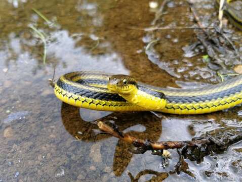 صورة Hebius octolineatus (Boulenger 1904)