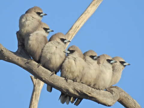 Image of Black-faced Woodswallow