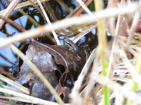 Image of Black-spotted Tree Frog