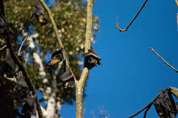 Image of Spectacled Flying Fox