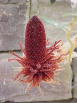 Imagem de Banksia blechnifolia F. Müll.