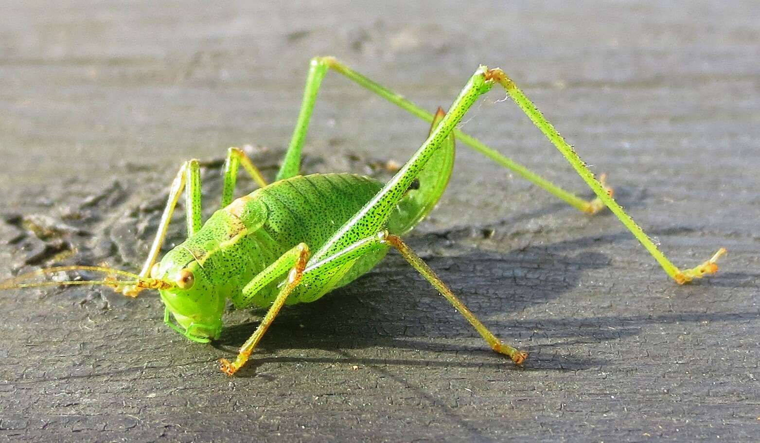 Image of speckled bush-cricket