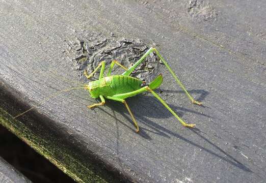 Image of speckled bush-cricket