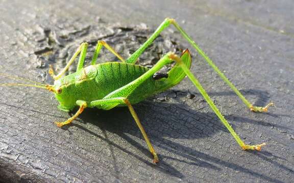 Image of speckled bush-cricket