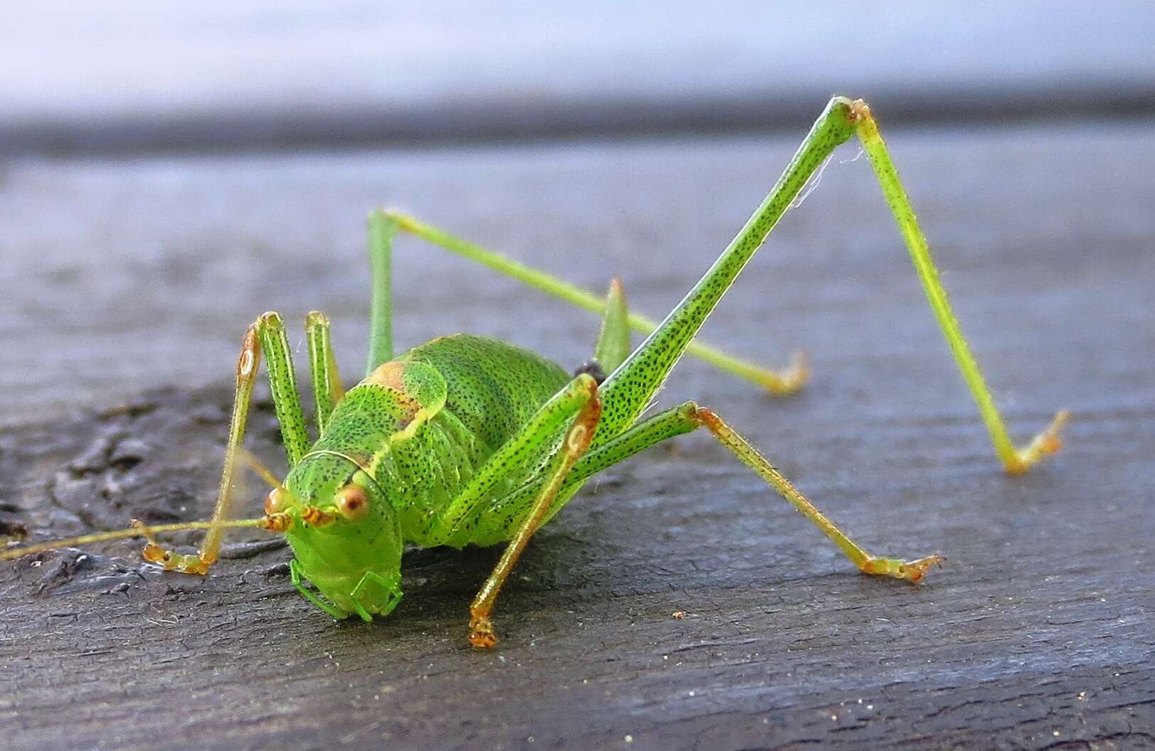 Image of speckled bush-cricket